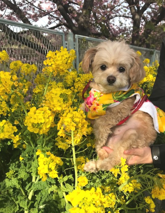 菜の花とまなちゃん